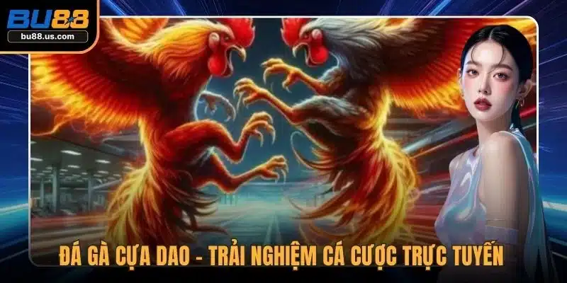 Đá gà cựa dao