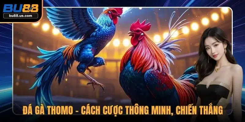 Đá gà Thomo
