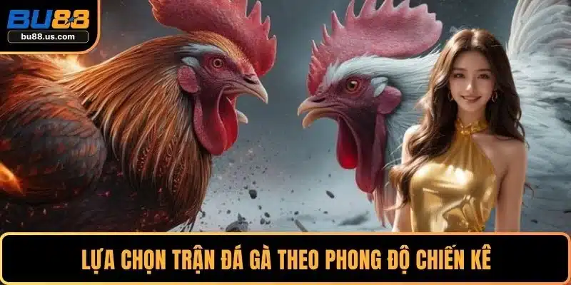 Lựa chọn trận đá gà theo phong độ chiến kê