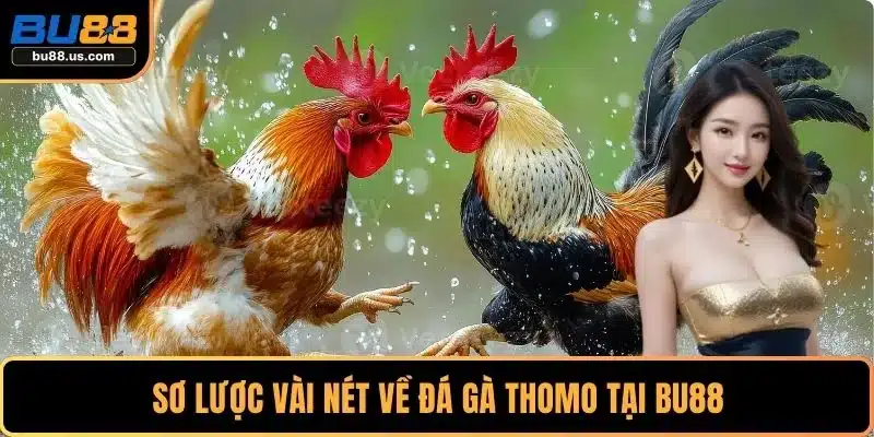 Sơ lược vài nét về đá gà Thomo tại BU88